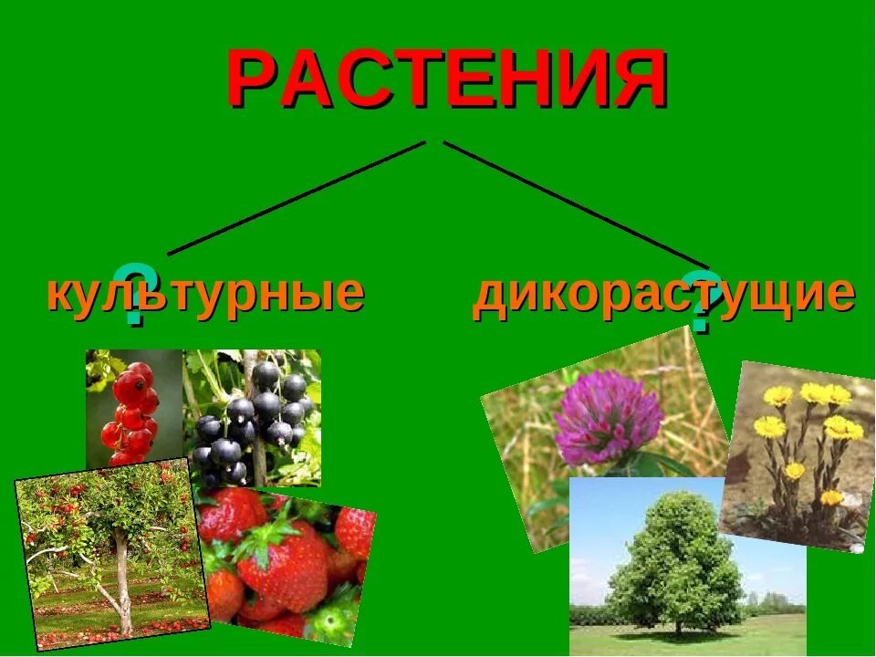 2 примера культурных растений. Дикорастущие и культурные растения. Дикорастущие растения и культурные растения. Культурные растения 2 класс. Дикорастущие растения 2 класс.