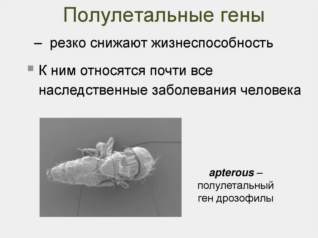 Полулетальные мутации. Полулетальные мутации примеры. Полулетальные гены. Полулетальные гены примеры.