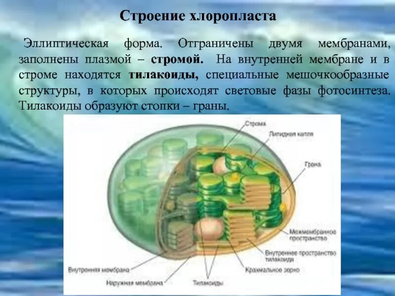 Происходящего в хлоропластах растения