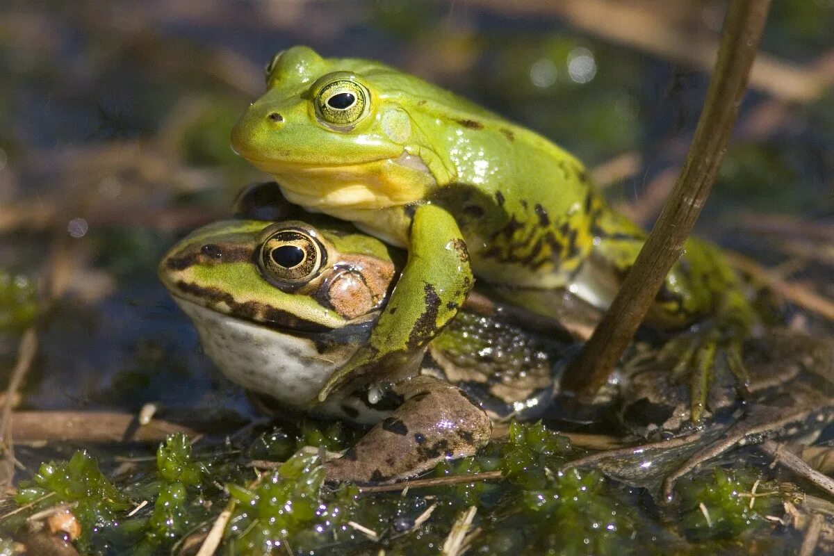 Съедобная лягушка Pelophylax esculentus. Прудовая лягушка Pelophylax lessonae. Прудовая лягушка (Rana lessonae). Лягушка - Rana esculenta. Лягушка прудовая пресмыкающееся