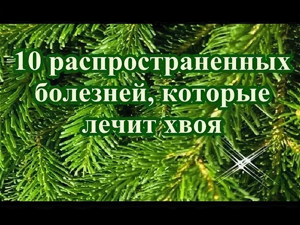 Что лечат хвоей. Что лечат хвоей. Настой из еловых иголок. Что лечат хвоей. Польза сосновой хвои для здоровья человека.