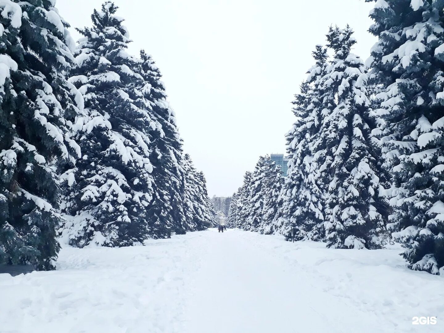 Аллея в липецке. Каток нижний парк липецк. Липецк нижний парк зима. Быханов сад липецк зимой. Парк победы линия липецк.