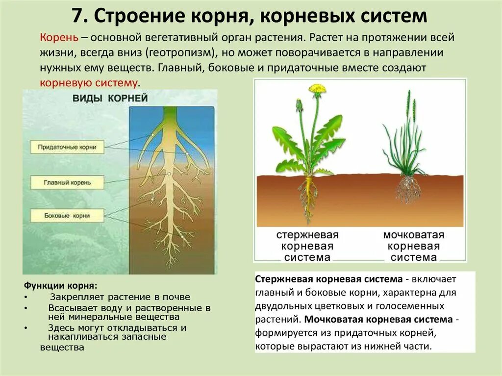 Какой тип корневой системы сформируется если луковицу. Типы корневых систем таблица. Корень и корневая система 6 класс биология. Строение корня голосеменных растений. Корень ботаника строение.