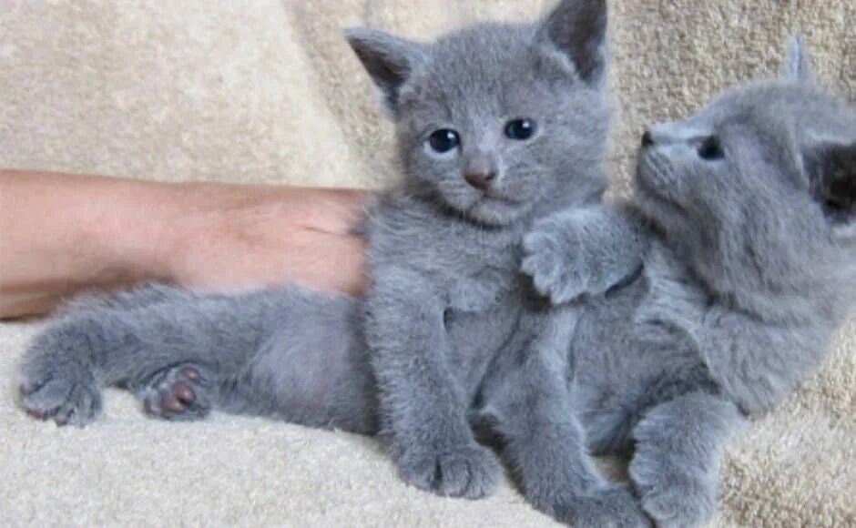 Котенок русской голубой породы. Голубой британец котенок. Фото голубых котят. Котята русской голубой кошки. Кошка голубого цвета.