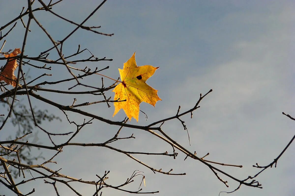 На ветки клена сели птицы. Последний лист осени. Последний осенний лист. Осенние листья деревьев. Лист на ветру.