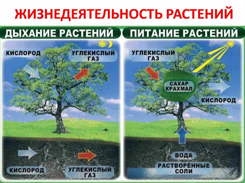 Схема дыхания и питания растений. Дыхание растений и животных 6 класс биология. дыхание растений 6 класс биология. питание и дыхание растений. процесс питания растений.