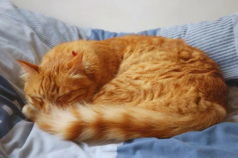 Мягкие покрывала на кровать. Рыжая девушка на кровати. Кот под одеялом. Подушка кошка рыжая. Девушка спит.
