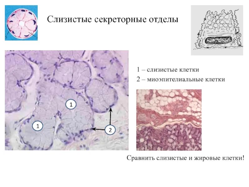 Секреторные б клетки. Слизистый секреторный отдел гистология. Лактирующая молочная железа гистология. Миоэпителиоциты гистология. Миоэпителиальные клетки гистология.