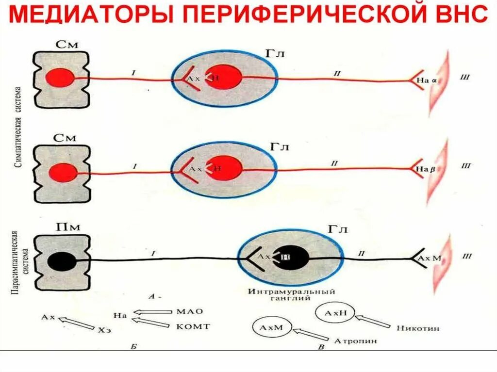 Система медиатор. Медиаторы внс. медиаторы вегетативной нервной системы. нейромедиаторы периферической нервной системы. нейромедиаторы вегетативной нервной системы.