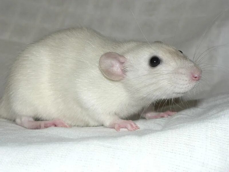 Сиамская белая крыса альбинос. Белая декоративная крыса дамбо. Крыса дамбо белая с черными глазами. Белая крыса девочка. Крыса декоративная белая альбинос.
