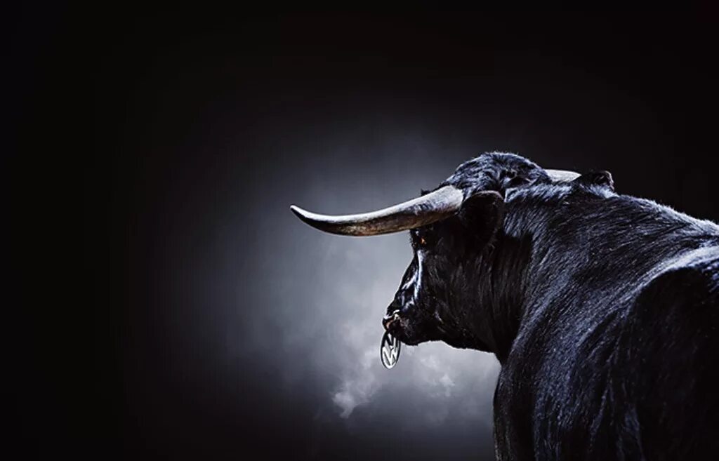 красивый бык. черный бык норроуэйский. черный бык норроуэйский. мощный бык. бык на черном фоне.