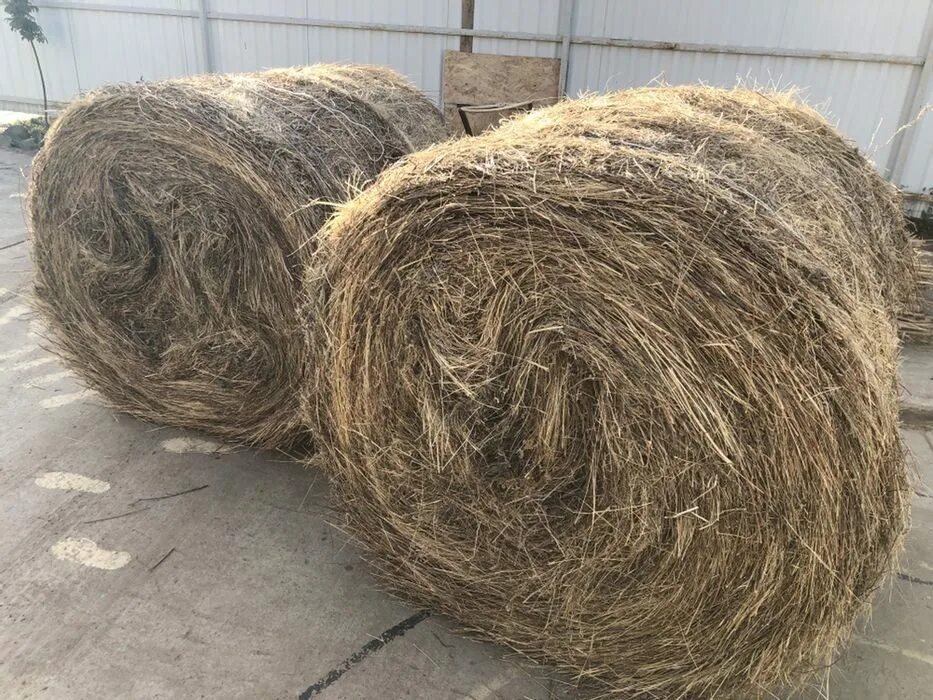 1,5 × 1,2 сено какой прф. Сено иркутск. Сено для коров. Сено в квадратных тюках. Зеленка сено.