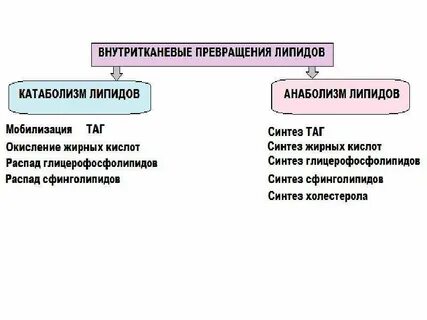 Этапы обмена липидов