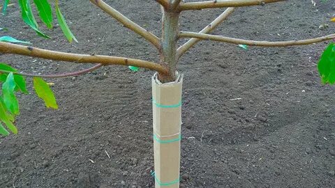 Как утеплить молодую яблоню на зиму