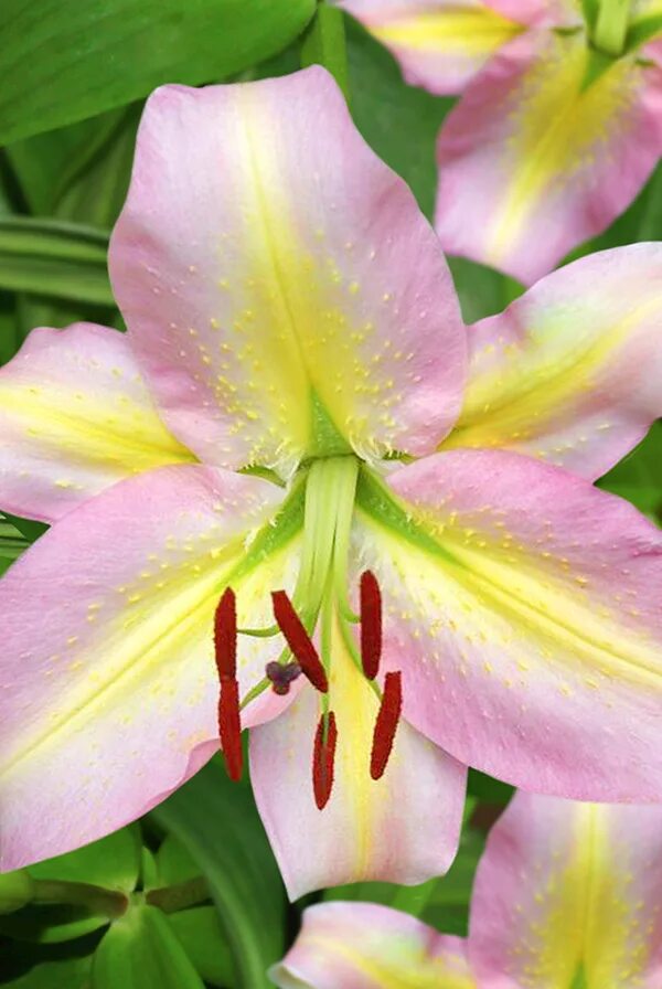 Лилия восточная прайано. Лилия восточная кзотико. Лилия восточная "диззи", р-р 12/14, 3 шт. Восточные гибриды лилий. Лилия восточная кзотико.