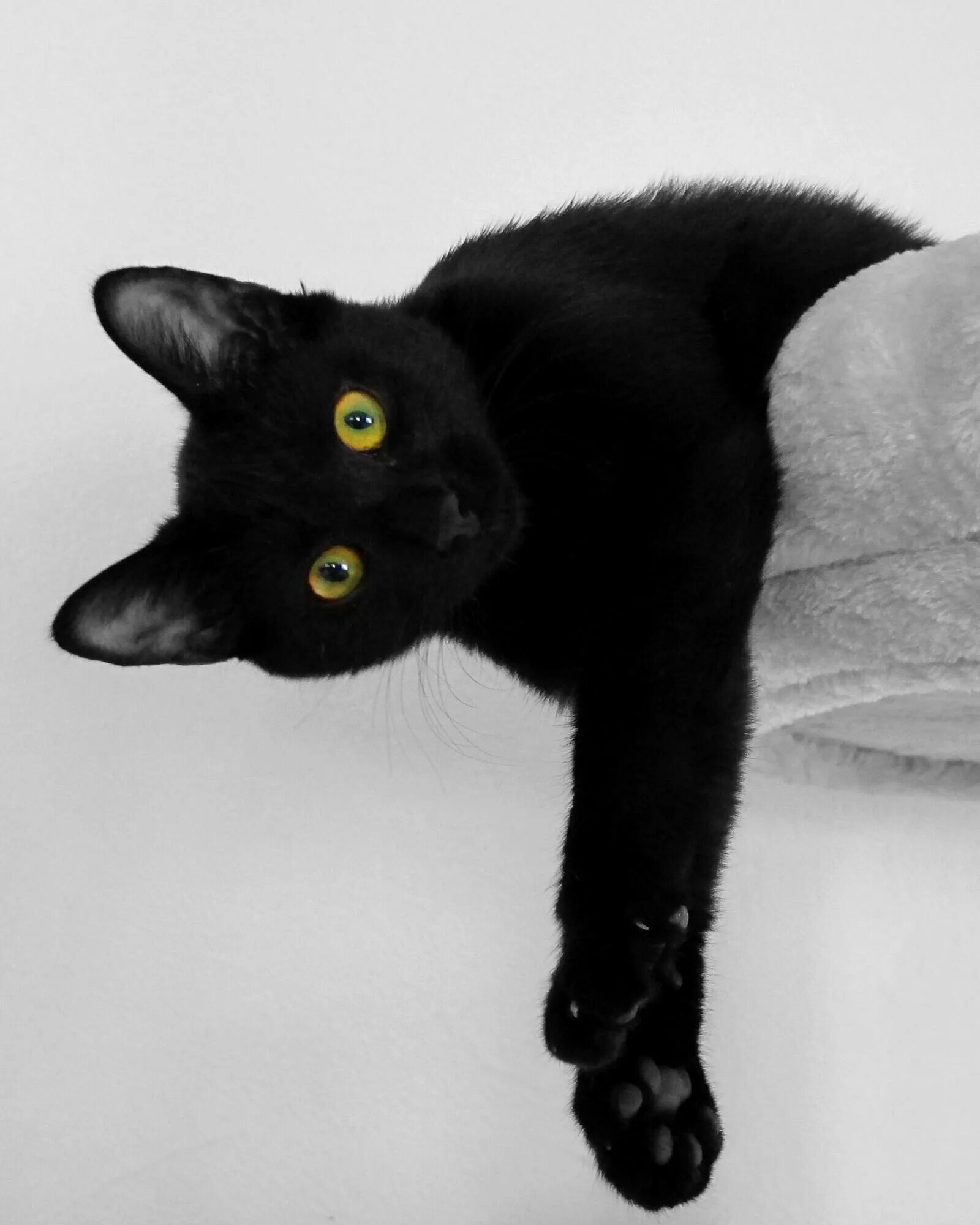 Лечение черными кошками. Ветеринар с кошкой. Бомбейская кошка пушистая. Черный котенок. Лечение черными кошками.