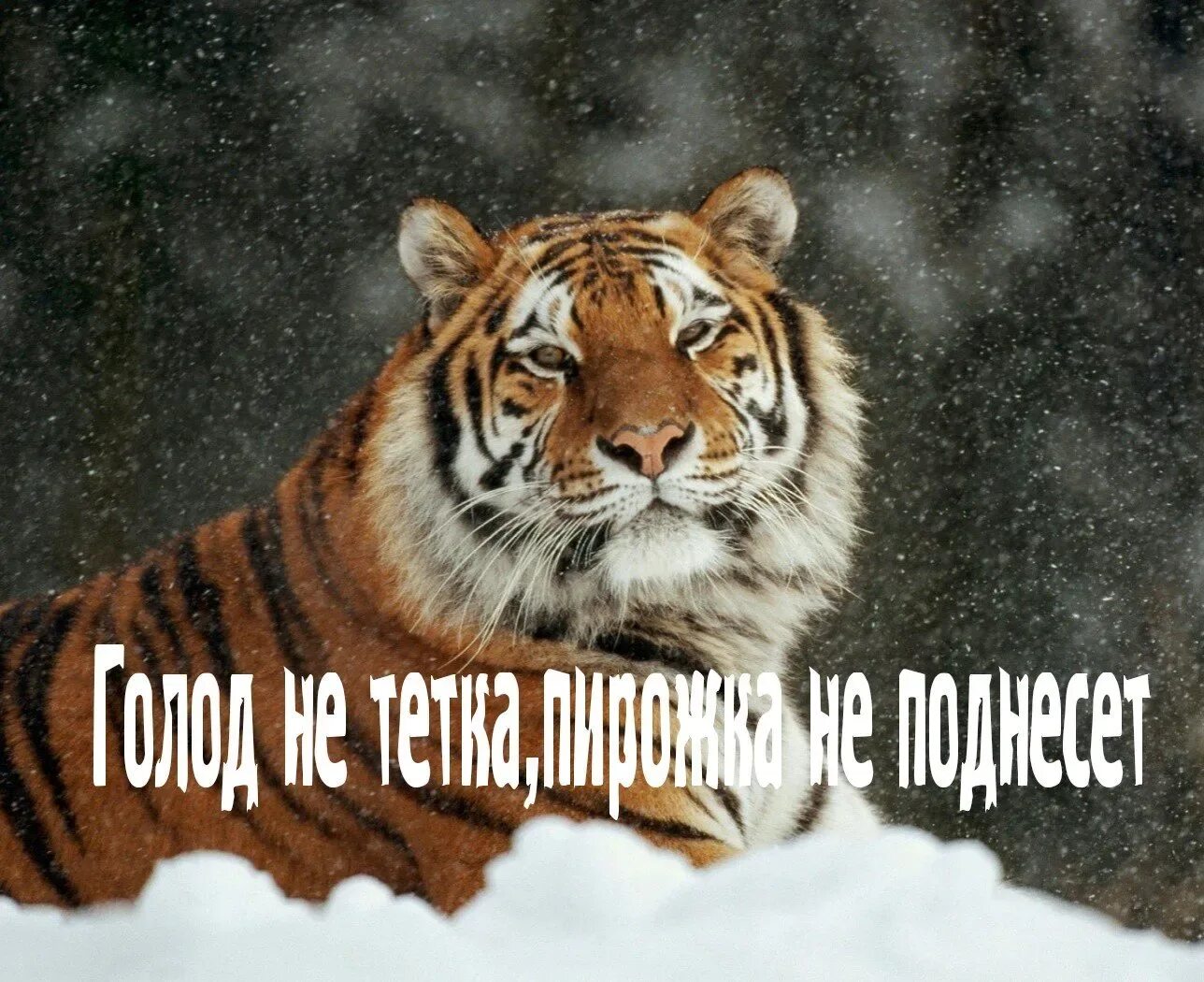 Открытка тигра. Картинки тигра с надписями. Картинки тигра с надписями. Смешные тигры с надписями. Картинки тигра с надписями.