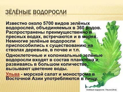 Многообразие водорослей 7 класс конспект кратко