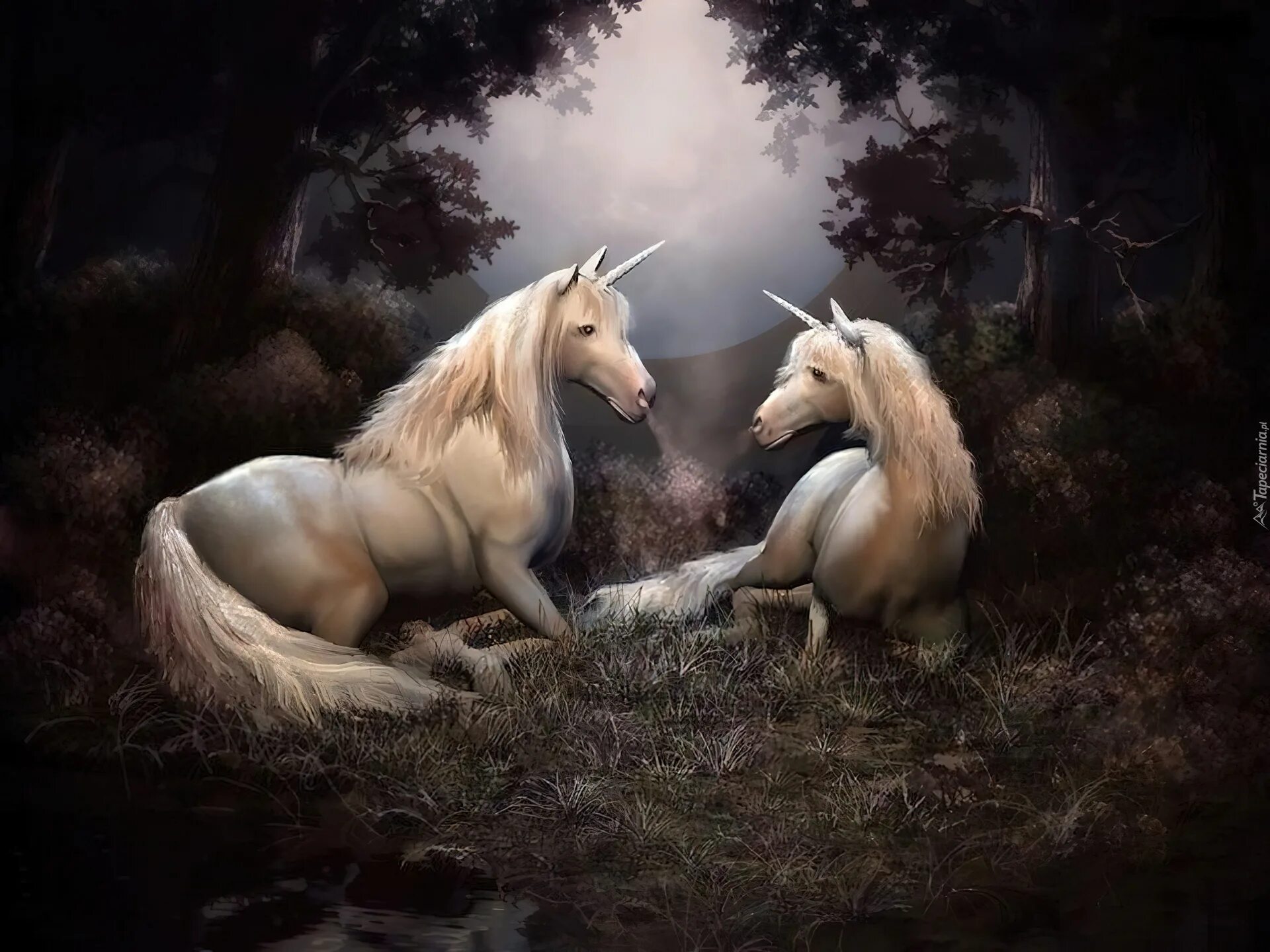 Единорог. 2 единорога. Пара единорогов. Единорожка для детей. Единорожка 2.