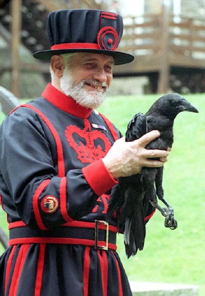 The tower ravens. Тауэр бифитеры вороны. Ravens in the Tower of London. Тауэр в Лондоне вороны. 6 Воронов Тауэра.