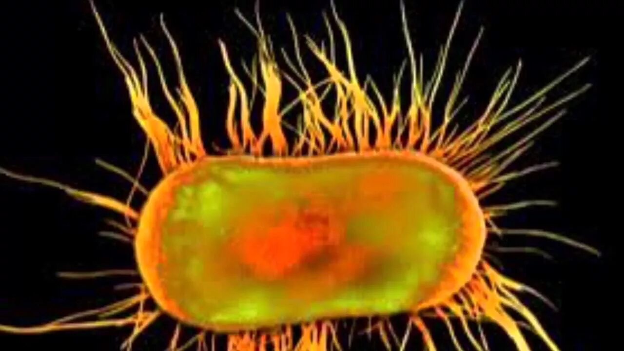 Плотоядная бактерия. Хищные бактерии. Реснички у бактерий. Пилус у бактерий.