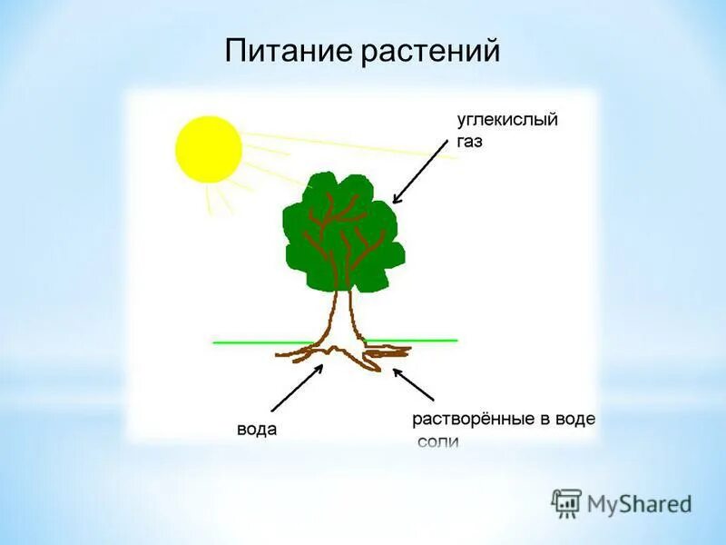 Роль в цепи питания растений