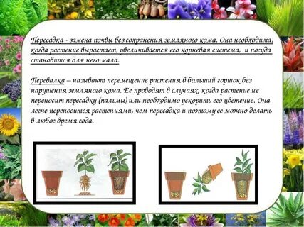 Пересадка цветов в декабре