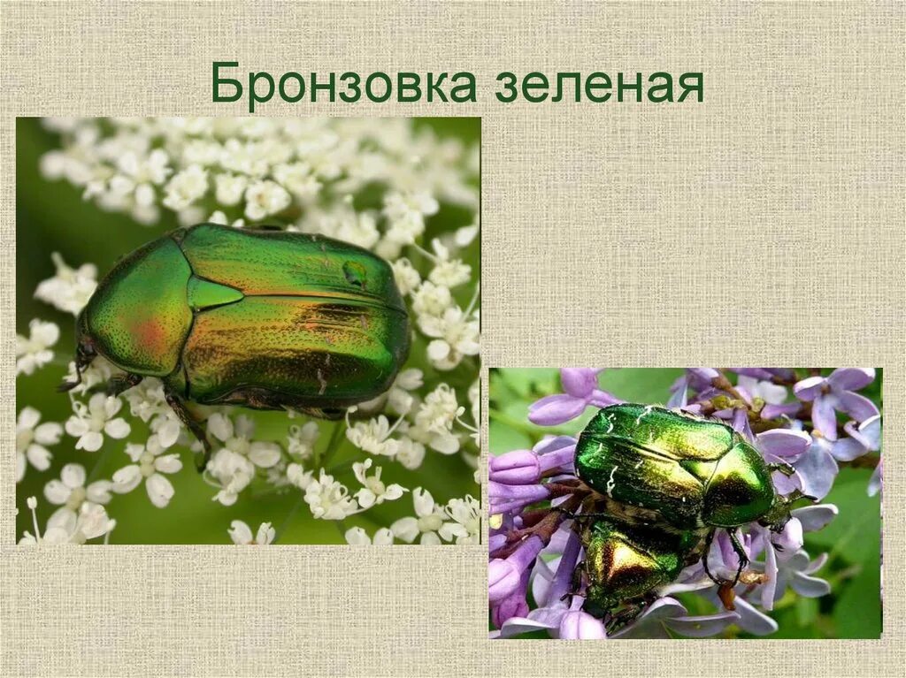 Какой тип питания характерен для бронзовки обыкновенной