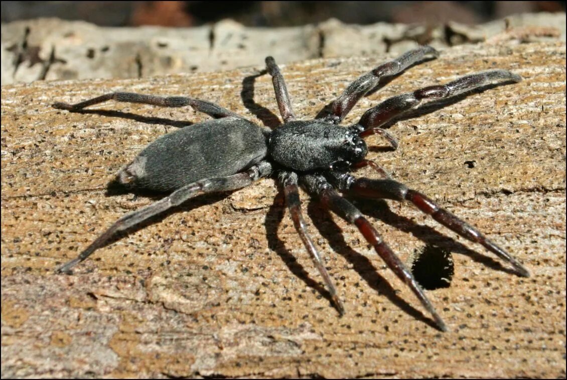 Пауки шри ланки. Белохвостый паук Австралия. Белохвостый паук Whitetail. Белохвостый паук (White-tailed Spiders, lampona cylindrata and lampona Murina). Австралийские гладкошерстные паук.