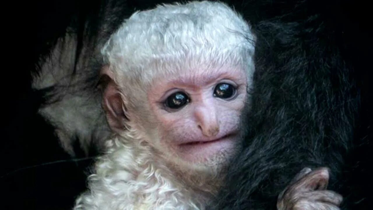 Monkey fur. Real monkey.