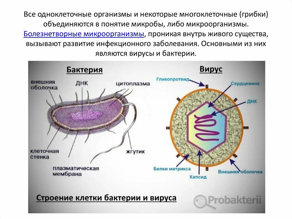 Вирусы отличает. Отличие вирусов от бактерий таблица. Различия вируса от бактерии. Строение бактериальной и вирусной клетки. Строение вирусов и бактерий.
