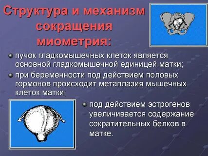Клетки матки