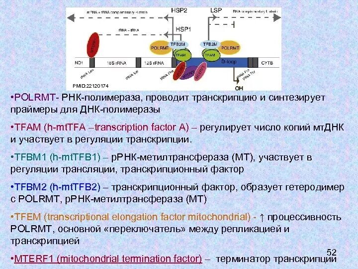 Транскрипция РНК полимераза. Полимераза в транскрипции. Кофакторы транскрипции. ДНК полимераза 1.