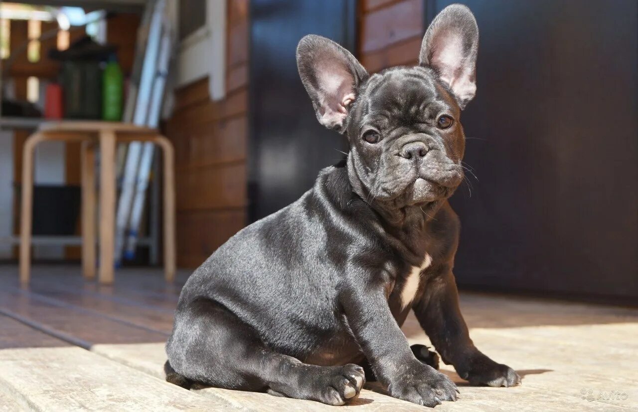 Бельгийский бульдог. Бельгийский бульдог. Французский бульдог средняя порода. Французский бульдог. Французский бульдог купированные уши.