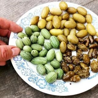Мелотрия на зиму