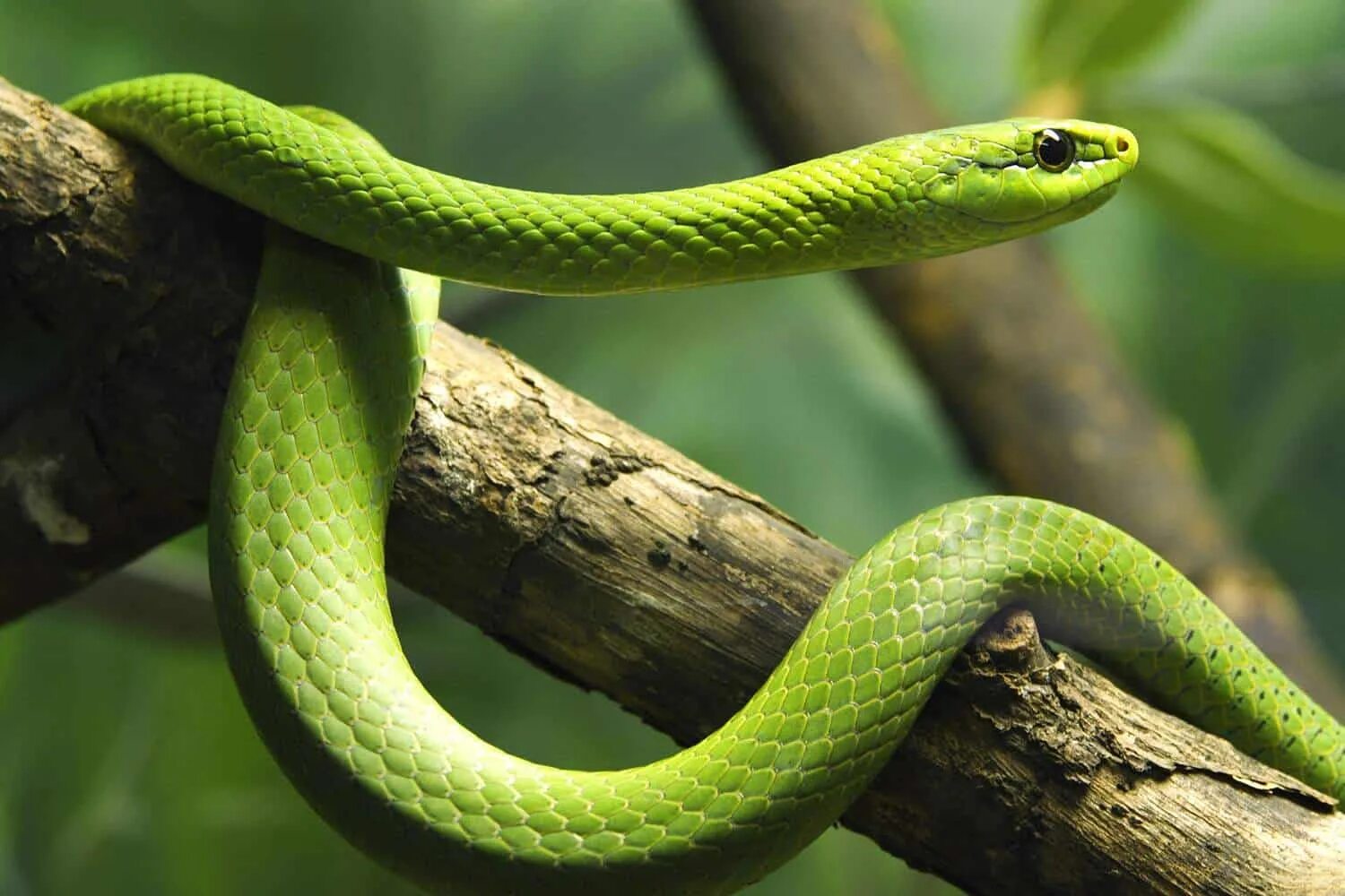 Snake