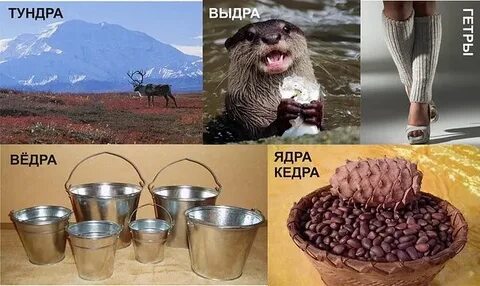Выдры в гетрах тырят кедры