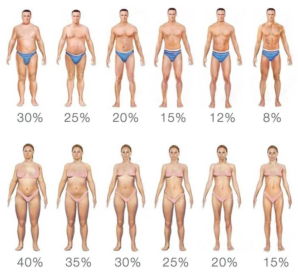 Процент жира в организме женщины. 12 Процентов жира как выглядит. Процент жира у женщин в картинках. Процент жира в организме мужчины.