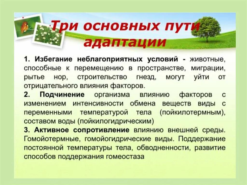 Основные пути адаптации. Способ адаптации избегание. Пути адаптации в экологии. Основные пути адаптации в экосистемах.