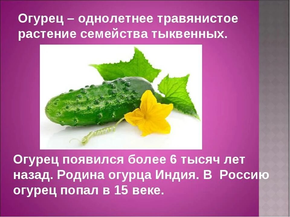 Когда появились первые огурцы