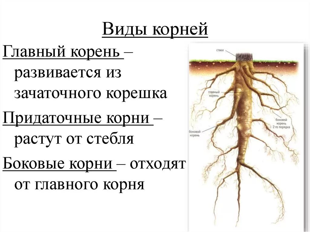 Корневая система придаточные корни. Биология корни и корневые системы. Маленький какой будет корень