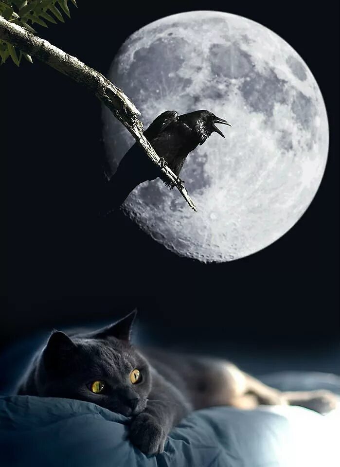 Песни лунный кот. Кот на Луне. Ночь Луна кот. Черная кошка и Луна. Кошка Луна.