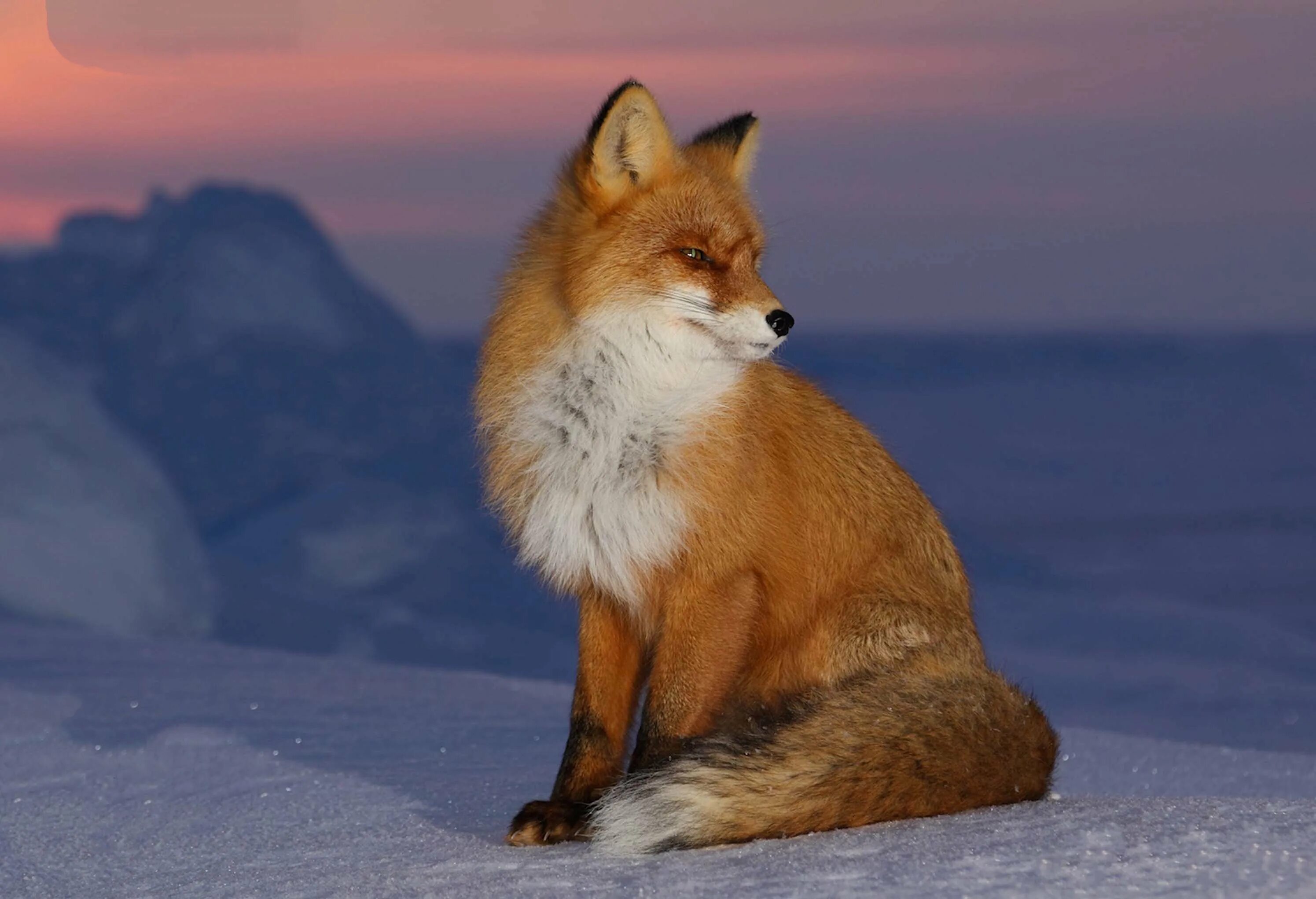 Лисы в тундре. Лисица в тундре. Лисица в тундре. Лисица обыкновенная уральская. Лиса огневка чукотка.