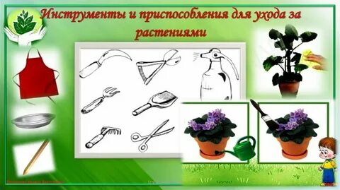 Картинка алгоритм ухода за растениями