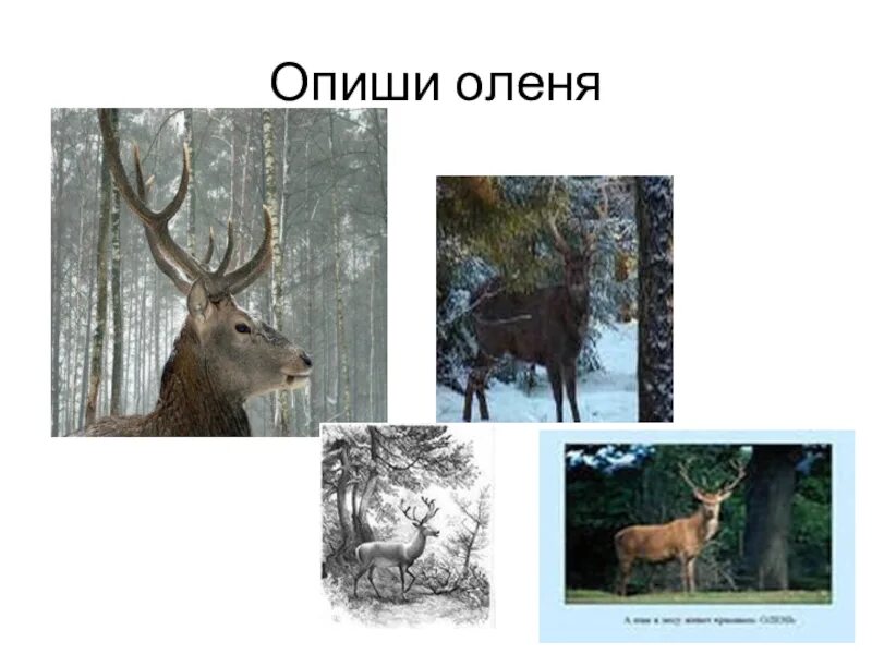 Густой зеленый ельник у дороги бунин стихотворение. Иван бунин про оленя. бунин зеленый ельник. густой зелёный ельник у дороги бунин стихотворение. стихотворение бунина про оленя.