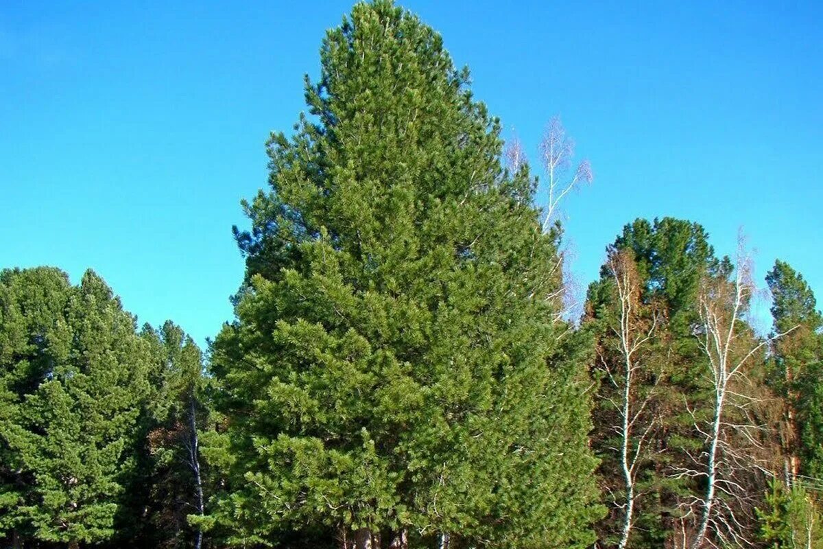 Кедр Сибирский Pinus sibirica. Сосна́ Сиби́рская Кедро́вая (Pínus sibírica). Сосной сибирской (Pinus sibirica). Кедровая Сибирская сосна и кедр это.