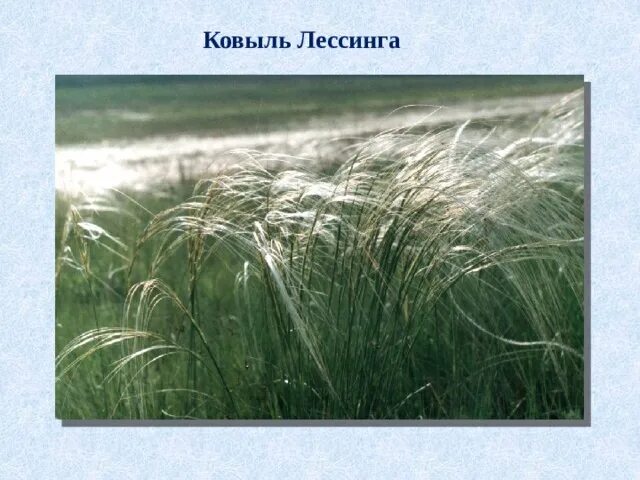 Ковыль почва. Ковыль Лессинга. Ковыль Лессинга (Stipa lessingiana). Ковыль, волосатик и Типчак. Ковыль перистый растение.