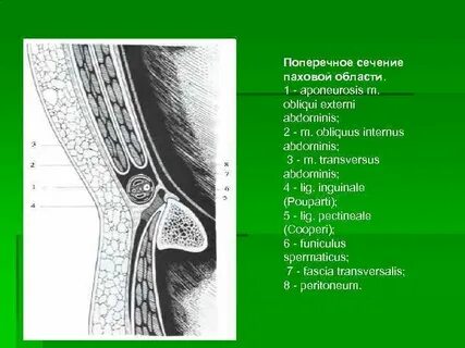 Нижняя стенка пахового канала образована