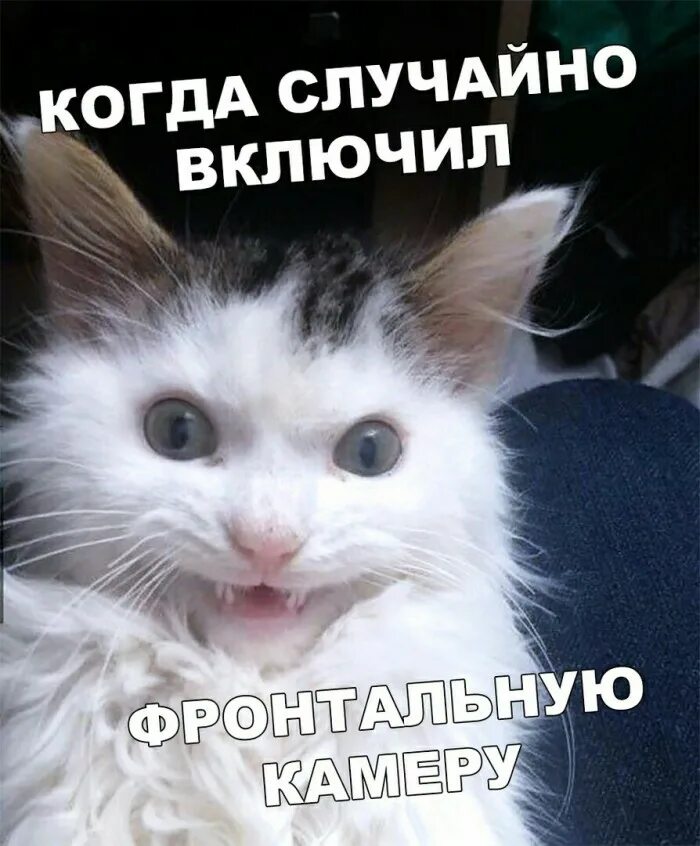 Когда включил фронталк. Собака на фронталке. Включи случайное. Включи случайное. Включи случайное.