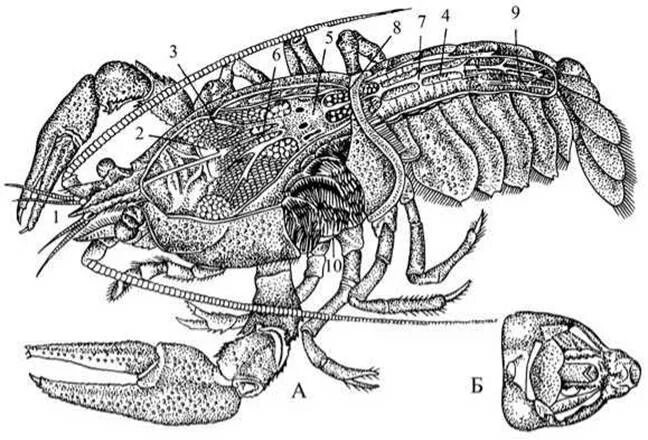 Жабродышащие хелицеровые трахейнодышащие таблица. Жабродышащие Членистоногие. Внутреннее строение ракообразных. Рострум у ракообразных. Речной рак 7 класс